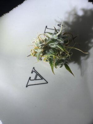IMG_7363.jpeg