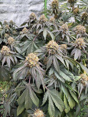 IMG_7665.jpeg