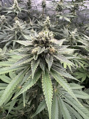 IMG_6200.jpeg