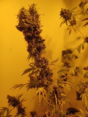 F15 (9).jpg F15 (9).jpg