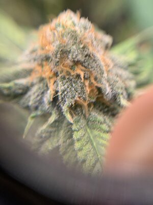 IMG_6591.jpeg