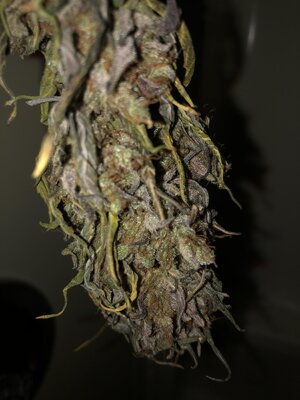 IMG_4922.jpeg