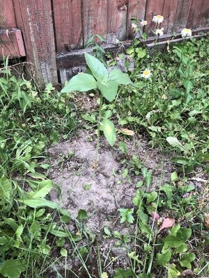 IMG_4959.jpeg