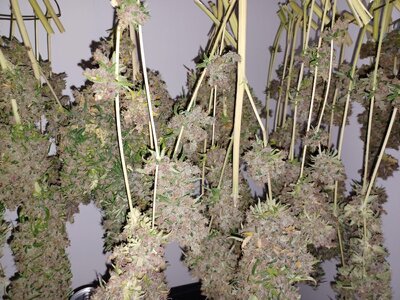 F16 chop (1).jpg
