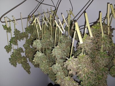 F16 chop (9).jpg F16 chop (9).jpg