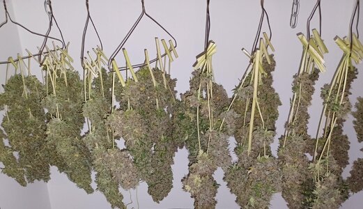 F16 chop (3).jpg