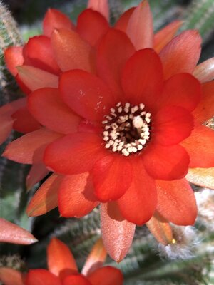 IMG_7440.jpeg