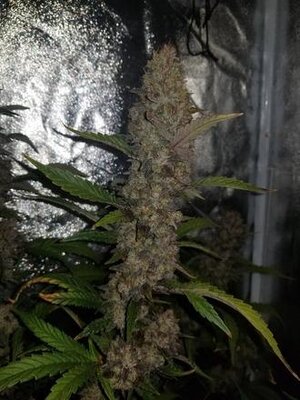 IMG_3274.jpeg
