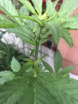 IMG_5033.jpeg