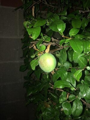 IMG_5129.jpeg