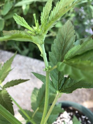 IMG_5140.jpeg
