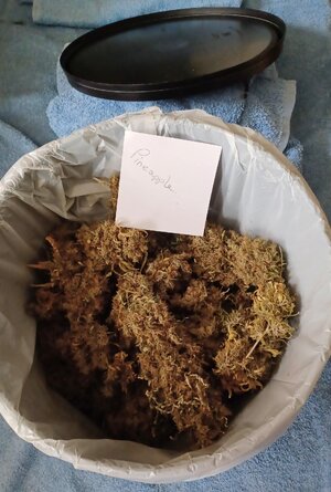 F17 cure (3).jpg F17 cure (3).jpg