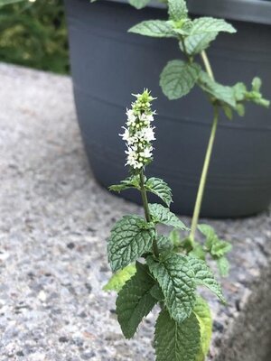 IMG_5061.jpeg
