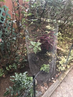 IMG_5217.jpeg