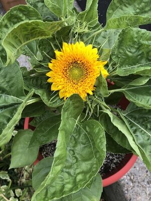 IMG_5253.jpeg