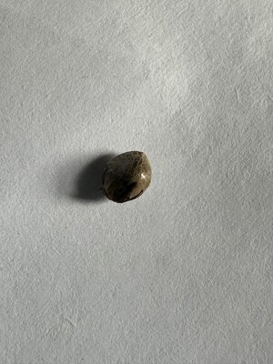 IMG_6454.jpeg