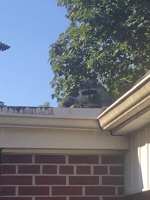 IMG_5299.jpeg