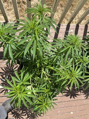 IMG_0763.jpeg