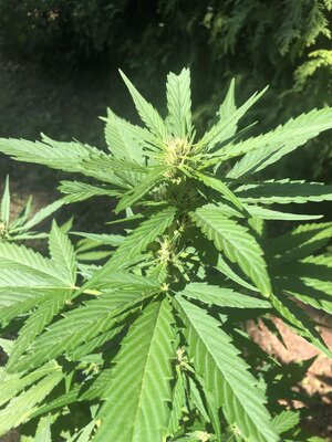 IMG_5364.jpeg