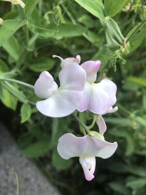 IMG_5297.jpeg