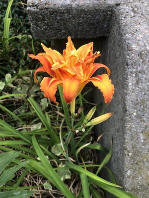 IMG_5296.jpeg