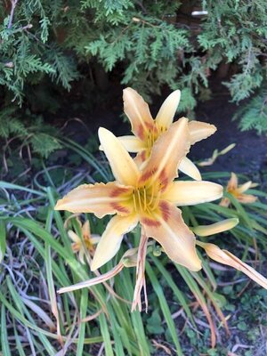 IMG_5404.jpeg