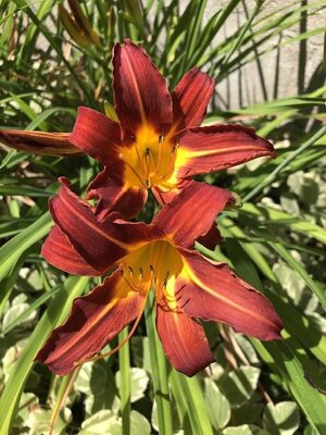 IMG_5406.jpeg