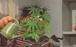 IMG_5424.gif
