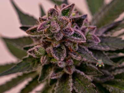 haole moonshine #13.jpg