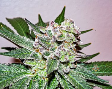 haole moonshine #13-2.jpg