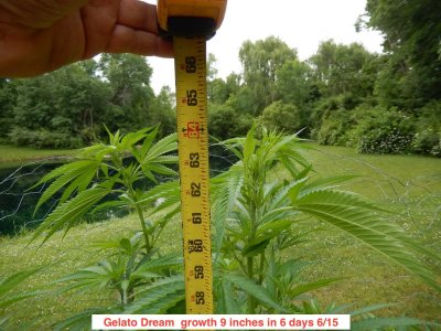 Gelato dream growth 6:15.jpeg