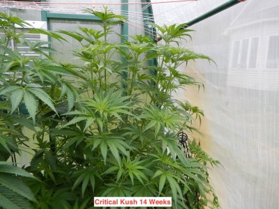 Critical kush 14 wks.jpeg