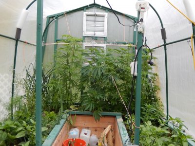 Greenhouse 6:15.jpeg
