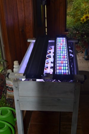 DSC_0342.JPG