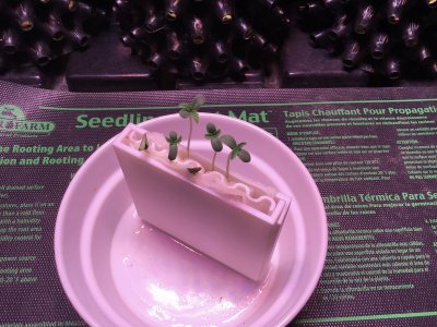 seed germinator.JPG