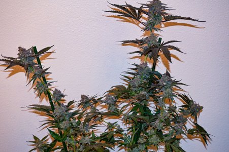 DSC_3294.jpg