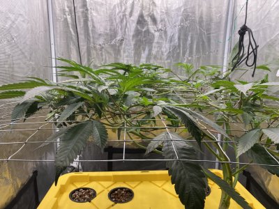 IMG_2986.jpeg