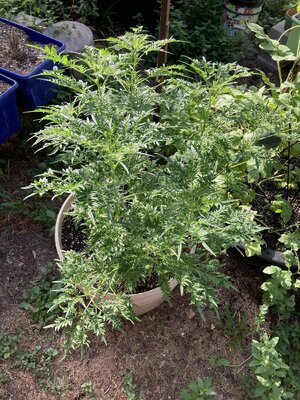 IMG_1906[1].jpeg