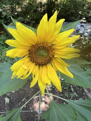 IMG_9032.jpeg