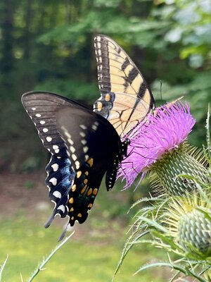 IMG_9008.jpeg