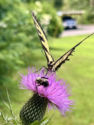 IMG_8999.jpeg