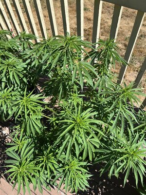IMG_0784.jpeg