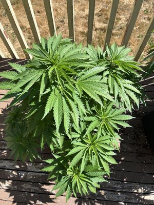 IMG_0781.jpeg