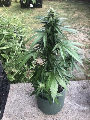 IMG_5557.jpeg
