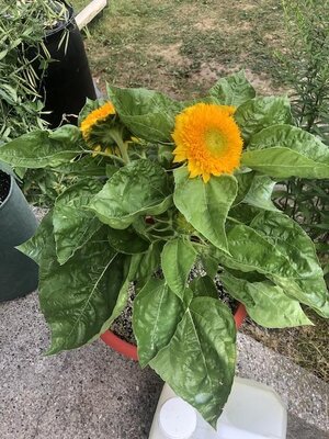 IMG_5558.jpeg