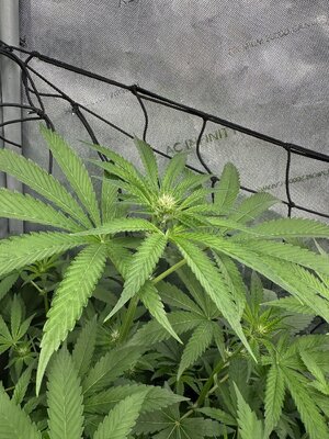 IMG_6634.jpeg