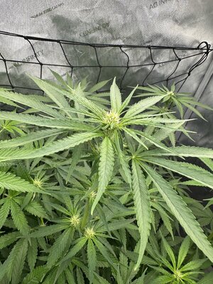 IMG_6632.jpeg