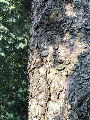 IMG_5642.jpeg