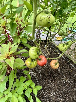 IMG_9064.jpeg