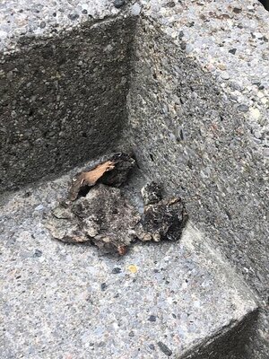 IMG_5647.jpeg